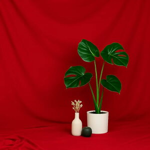 wiz 2m×1.5m n Bep ^ obNXN[ ʐ^Be z X^WI pr  \ ܂ (bh)