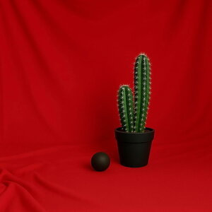 wiz 3m×3m ^ n Bep obNXN[ ʐ^ X^WI pr Bez  \ ܂肽 (bh)