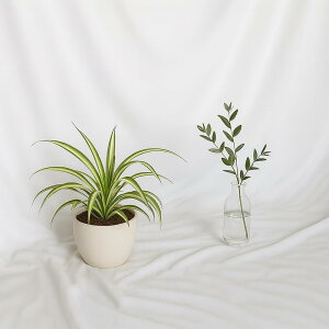 wiz 3m×4m ^ n obNXN[ ʐ^ Bep X^WI pr Bez  \ ܂肽 (zCg)