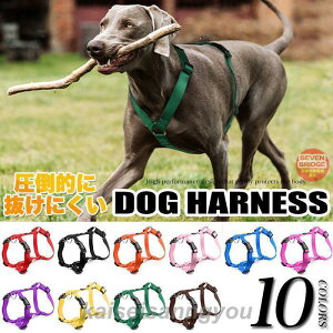  n[lX |I ɂ Eɂ S S ̂ɗD LxȃJ[