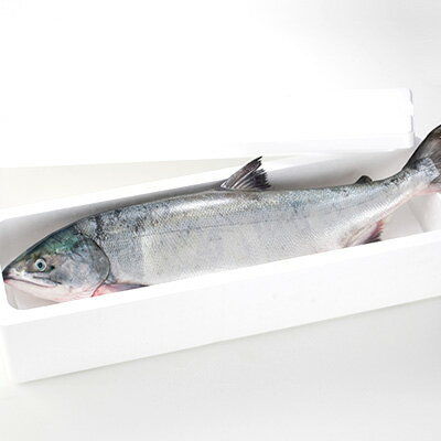 楽天市場 クーポンご利用で10 5円 北海道 日高産 ブランド生秋鮭 銀聖 オス 3 5 3 8kg 送料無料 獲れたての秋鮭を一本丸々お届け 冷蔵 お取り寄せグルメ さけ シャケ 生 秋鮭 あきあじ 鮭 天然 筋子 生いくら 食品 海鮮 海産物 秋グルメ 魚 島の人 礼文島の
