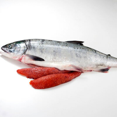 楽天市場 北海道産 秋鮭 メス 生筋子入り 3 0 4 0kg 送料無料 獲れたての秋鮭を一本丸々お届け お取り寄せグルメ さけ シャケ 生 秋鮭 あきあじ 鮭 天然 筋子 生いくら 食品 海鮮 海産物 秋グルメ 魚 セール 島の人 礼文島の四季 北海道ギフト