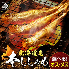 【肉厚・濃厚】北海道産 本ししゃも オス・メス食べ比べ【送料無料】お取り寄せグルメ 北海道 プレゼント グルメ 海鮮 鮮魚 高級