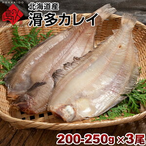 JC kCY (Ȃ߂ꂢ)200-250g 3Zbg|̔閧͎́yKzzz kC yY  Hi Hו   󃌃Xg