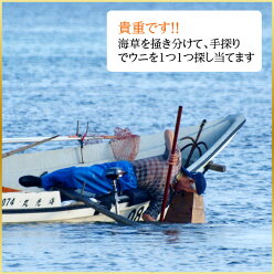 無添加礼文・利尻島産氷結バフンウニ80g2018年新物生うにと遜色のないお刺身ウニうに雲丹バフンウニいくらプレゼントグルメギフト北海道食品内祝い誕生日寿司贈り物還暦祝いお土産海鮮海鮮丼お歳暮