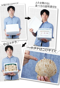 北海道産ホタテ殻付き活ホタテ送料無料2kg(7〜9枚前後入)北海道帆立生ホタテ送料無料ほたて刺身用帆立活ホタテ帆立殻付き特急便BBQ