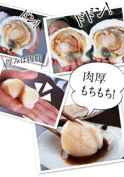 北海道産ホタテ殻付き活ホタテ送料無料2kg(7〜9枚前後入)北海道帆立生ホタテ送料無料ほたて刺身用帆立活ホタテ帆立殻付き特急便BBQ