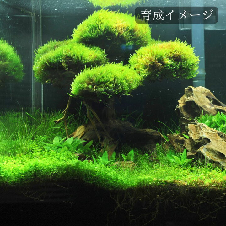 楽天市場】【レビューで倍量！】ウィローモス 1パック 約10g【水中葉 