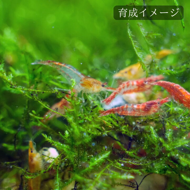 楽天市場】【レビューで倍量！】ウィローモス 1パック 約10g【水中葉 