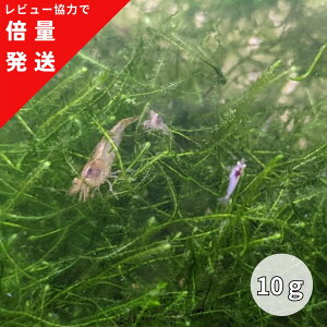 P10{yr[͂Ŕ{ʔz} EB[X 1pc 10g t  S ȒP _ W ANAE _J X RP 琬   CAEg   _J V