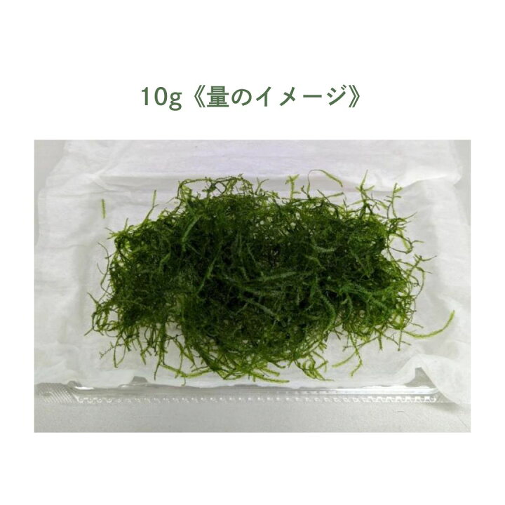 楽天市場】【レビューで倍量！】ウィローモス 1パック 約10g【水中葉 