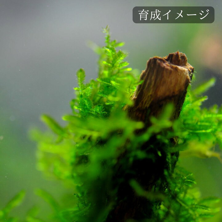 楽天市場】【レビューで倍量！】ウィローモス 1パック 約10g【水中葉 