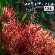 水中葉 国産 無農薬ロタラ ロトンディフォリア レディッシュ 《10本 約10cm》水草 赤系 有茎草 レイアウ…