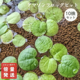 アマゾンフロッグピット 10株 通常サイズ オマケ株付き 浮草 水草 メダカ 水草 無農薬 メダカ 水草 金魚 アクアリウム 浮き草 初心者 エビ 簡単 水槽 アマゾンフロッグビット ビオトープ メダカ水槽 ウキクサ