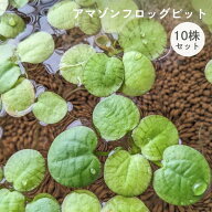 【アクア関連2点以上購入で10％OFF】アマゾンフロッグピット 《10株 通常サイズ オマケ株付き 浮草 水草 …