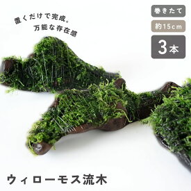 ウィローモス 流木 《約15cm 3本》 巻きたて 成長済 形状お任せ あく抜き済み 活着ベース マングローブ系 アクアリウム メダカ 金魚 シュリンプ 隠れ家 産卵床 置くだけ 育てやすい 水草 処理済