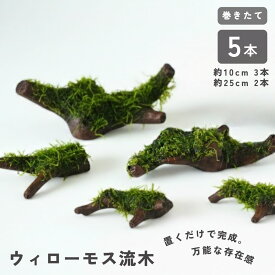 【2点以上で10%OFFクーポン対象】【5本セット】ウィローモス 流木 《約10cm 3本 約15cm 2本》 巻きたて 形状お任せ あく抜き済み アクアリウム メダカ 金魚 シュリンプ 隠れ家 産卵床 置くだけ　水草