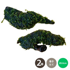 【初心者 おすすめ】ウィローモス 流木 巻付け 約10cm 巻き立て 水中葉 無農薬 2本 形状おまかせ マングローブ系流木 活着済 初心者 育てやすい あく抜き済 きれい メダカ アクアリウム 金魚鉢 メダカ水槽 増える 水草
