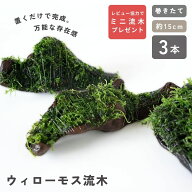 【レビュー協力でミニ流木プレゼント】 ウィローモス 流木 《約15cm 3本》 巻きたて 成長済 形状お任せ …