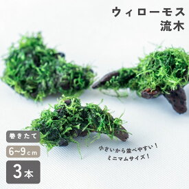 ＜P10倍！＞送料無料 【レビュー協力でミニ流木プレゼント】 【3個セット】 ウィローモス付 流木 ミニサイズ (5cm〜9cm) 無農薬 活着済 水草 アクアリウム テラリウム 初心者 レイアウト 天然 小型水槽 稚魚 隠れ家 エビ メダカ ボトルアクアリウム