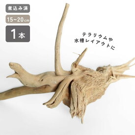 送料無料 流木 枝状 1本 15cm〜25cm【あく抜き済 / 煮込み済み】 形状お任せ ナチュラルブランチ アクアリウム 水槽 レイアウト 枝流木 メダカ 隠れ家 産卵床 ビオトープ マングローブ 水草 活着 ベース グッピー