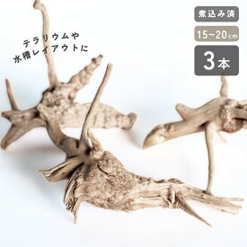 送料無料 煮込み済み あく抜き済み 流木 枝状 3本セット 15cm〜25cm 形状お任せ ナチュラルブランチ アクアリウム 水槽 レイアウト 枝流木 メダカ 隠れ家 産卵床 ビオトープ マングローブ 水草 活着 グッピー テラリウム 素材 天然
