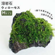 【初心者 おすすめ】ウィローモス 溶岩石 《10~15cm サイズ》【水中葉 無農薬】形状お任せ アクアリウム …