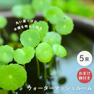 【アクア関連2点以上購入で10％OFF】送料無料 ウォーターマッシュルーム 《5束 おまけ株付》 ビオトープ …