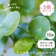 【アクア関連2点以上購入で10％OFF】ウォーターマッシュルーム 《10束 》水生植物 ビオトープ アクアリウ…