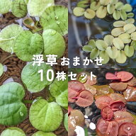 【アクア関連2点以上購入で10％OFF】送料無料　浮草MIX セット 10株 フィランサス アマゾンフロッグピッ…
