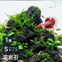 楽天市場】溶岩石 シェルターの通販