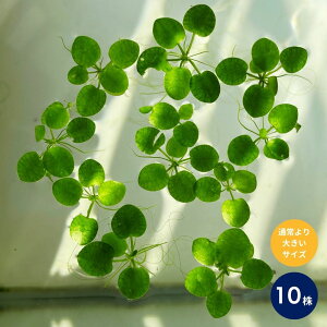 A}]tbOsbg 10 傫߃TCY   _J  _ _J   ANAE p_E  _J  S  Gr ȒP  A}]tbOr