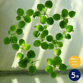 アマゾンフロッグピット 5株 大きめサイズ 浮草 水草 メダカ 水草 無農薬 メダカ 水草 金魚 アクアリウム パルダリウム 水草 メダカ 浮き草 初心者 水草 エビ 簡単 水槽 アマゾンフロッグビット ビオトープ メダカ水槽