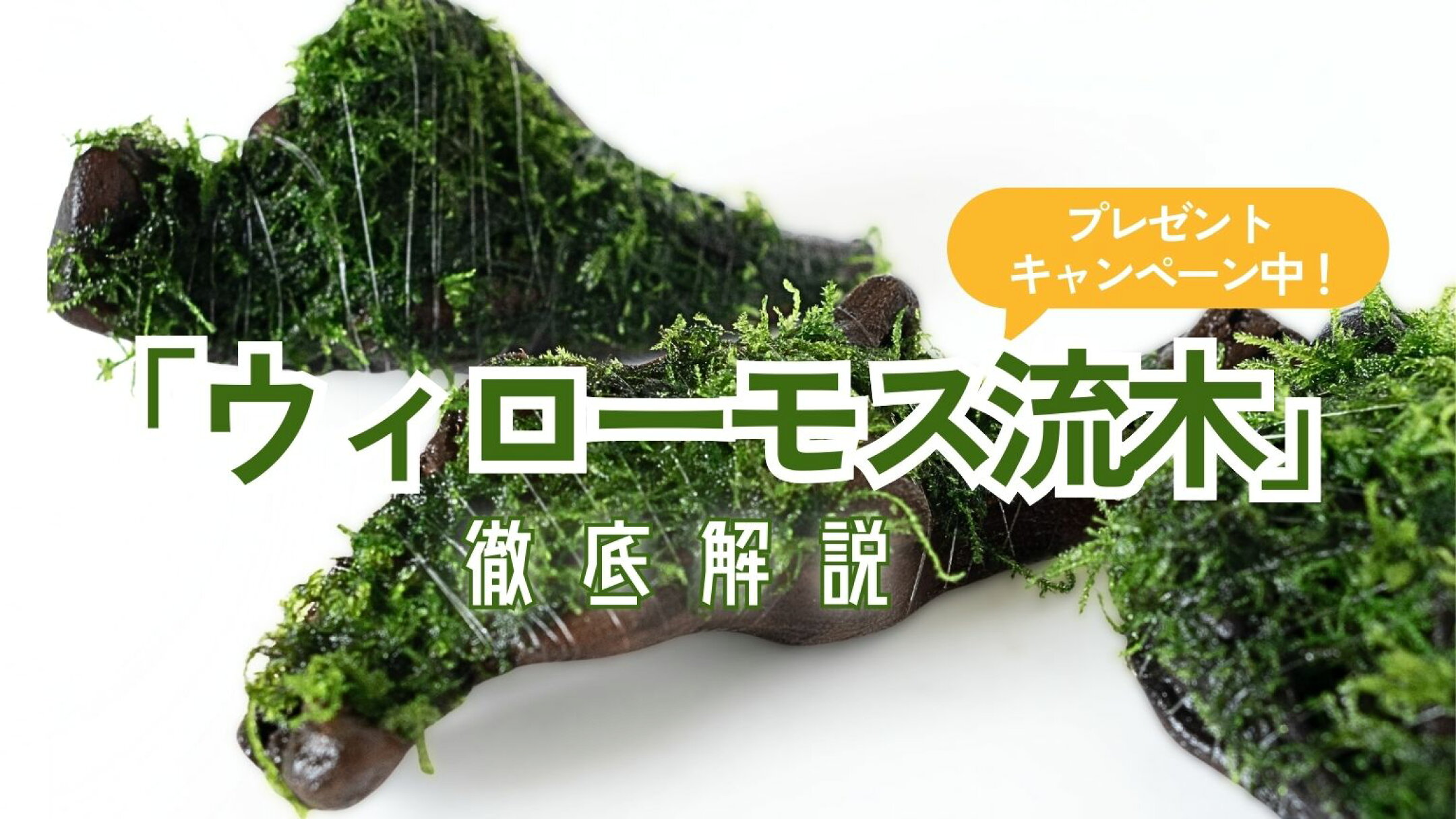 ウィローモス流木　徹底解説