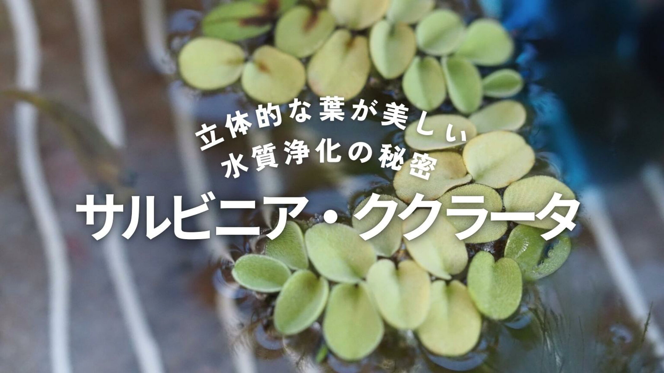 サルビニアククラータ