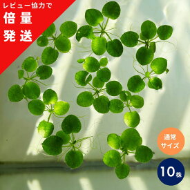 【レビュー投稿で倍量発送！】アマゾンフロッグピット 10株 通常サイズ オマケ株付き 浮草 水草 メダカ 水草 無農薬 メダカ 水草 金魚 アクアリウム パルダリウム 水草 メダカ 浮き草 初心者 水草 エビ 簡単 水槽 アマゾンフロッグビット ビオトープ メダカ水槽