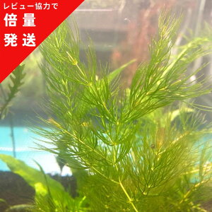 yr[eŔ{ʔIz}c 10cm 10{ _   _J Gr  ANAE CeA  SҌ ȒP 琬 V   v rIg[v Y 
