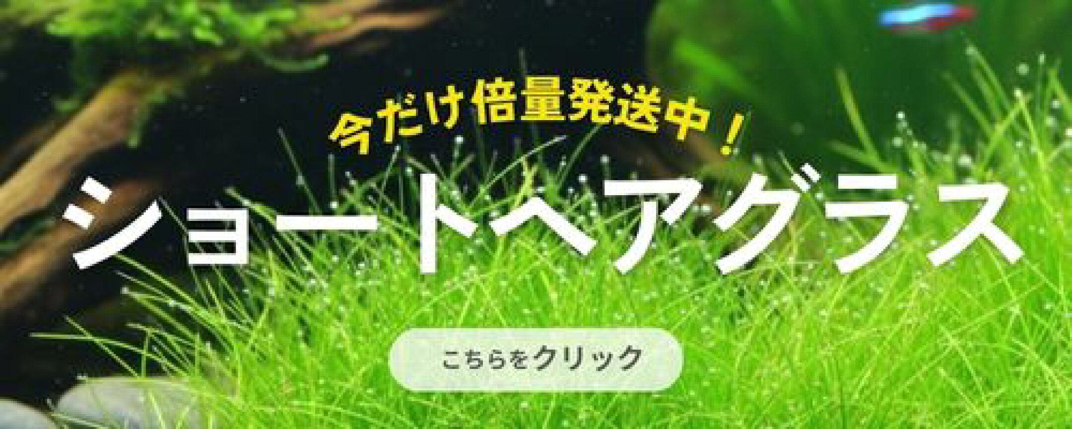 倍量発送！ショートヘアーグラス