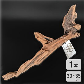 流木 マングローブ 1本 30cm〜35cm【特大サイズ 硬質系】アクアリウム テラリウム パルダリウム レイアウト 素材 大 メダカ 水槽 インテリア 観葉植物 ハンギング 着生 エアプランツ チランジア ディスプレイ 存在感 天然