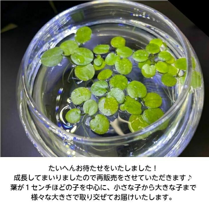 楽天市場 水草 アマゾンフロッグピット 無農薬 浮草 10株 パック包装 ａshitamo