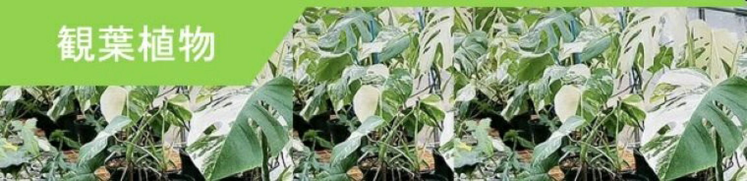 観葉植物