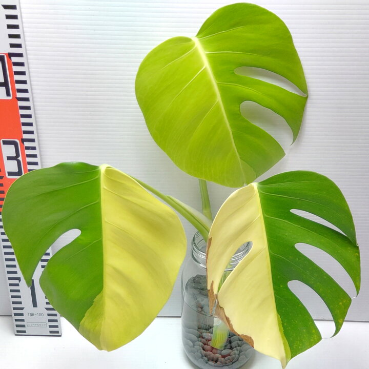 楽天市場】斑入り モンステラ ボルシギアナ 黄斑 トップカット 