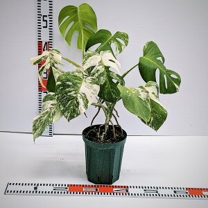 yUz@Xe@{VMAi@zCg^CK[@ρ@HND-001