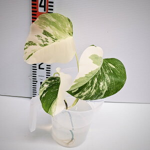 @Xe@{VMAi@zCg^CK[@ϕc@Jbgs@c@MNA-001