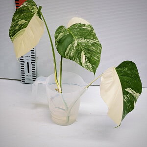 @Xe@{VMAi@zCg^CK[@gbvJbg@ϕc@Jbgs@c@MNA-002