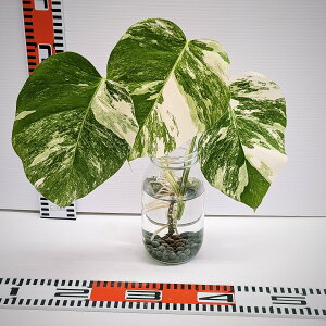 yYȎUz@@Xe@{VMAi@zCg^CK[@gbvJbg@ϕc@Jbgs@c@MNA-003