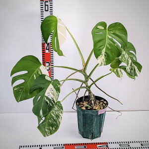モンステラ ホワイトタイガー」の人気商品一覧・価格比較 - 価格.com