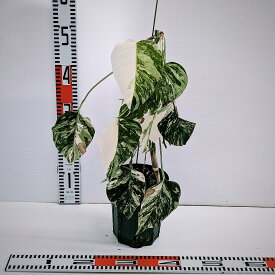斑入り　モンステラ　ボルシギアナ　ホワイトタイガー　発根済　HNF-002