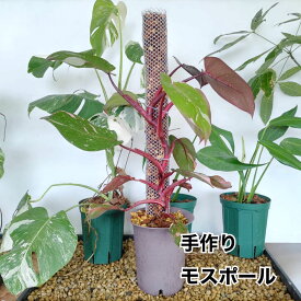 植物支柱　園芸支柱　モスポール　高品質　手作り　1本用　3本用　5本用　白　黒　水苔　モス　支柱　観葉植物　モンステラ　ポトス　つる性植物