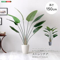 楽天市場】150cm（種類（植物）ストレリチア）（花・観葉植物｜花 